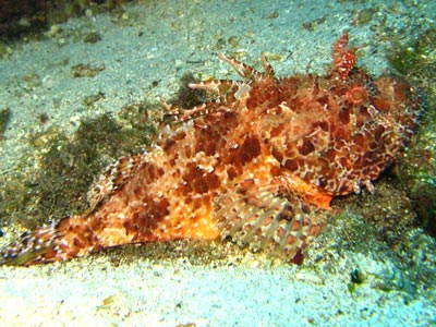 Scuba Diving at Kalymnos