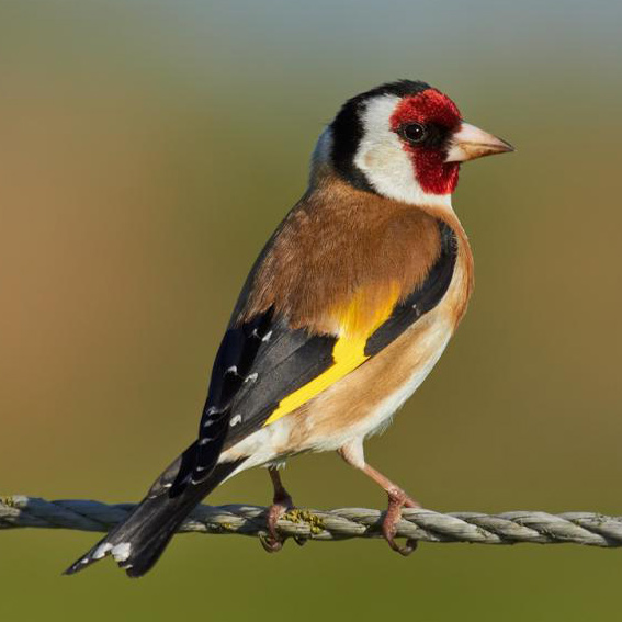 European Goldfinch